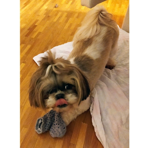 Mr.Pet spletna trgovina