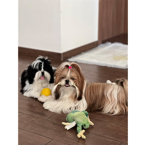 Mr.Pet spletna trgovina