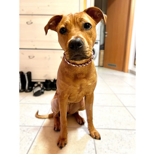 Mr.Pet spletna trgovina