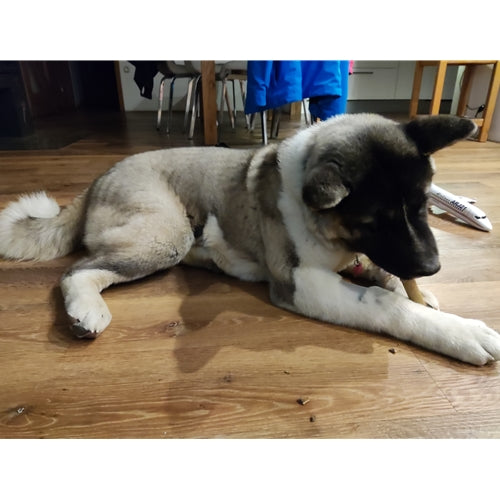 Mr.Pet spletna trgovina