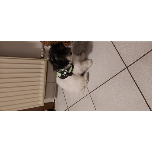 Mr.Pet spletna trgovina