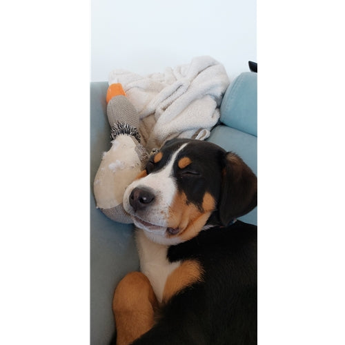 Mr.Pet spletna trgovina