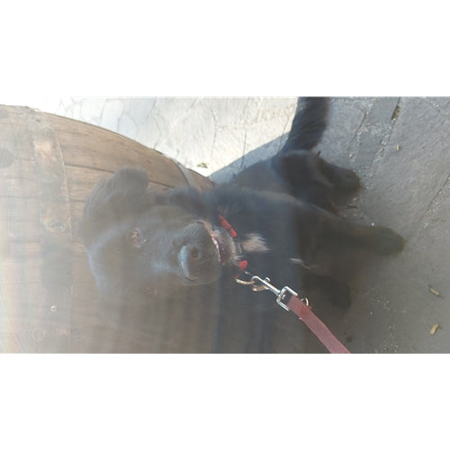 Mr.Pet spletna trgovina