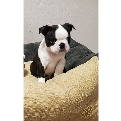 Mr.Pet spletna trgovina