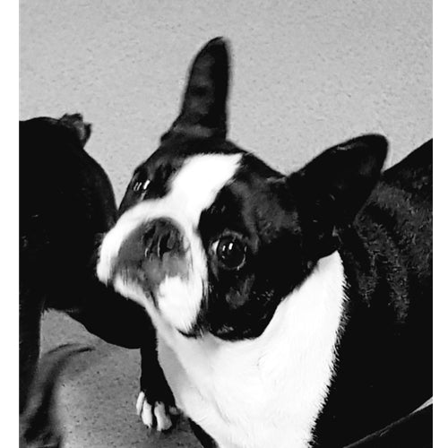 Mr.Pet spletna trgovina