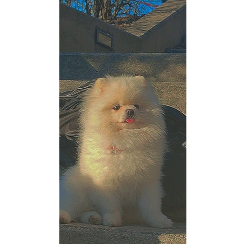 Mr.Pet spletna trgovina