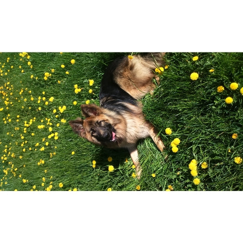 Mr.Pet spletna trgovina