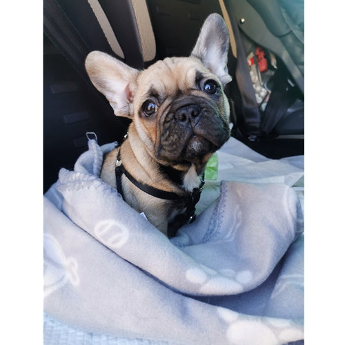 Mr.Pet spletna trgovina