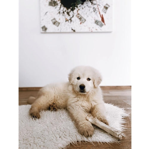 Mr.Pet spletna trgovina