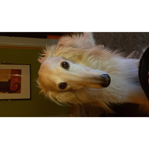 Mr.Pet spletna trgovina