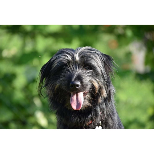 Spletna trgovina Mr.Pet