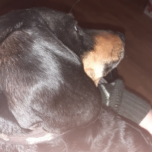 Mr.Pet spletna trgovina
