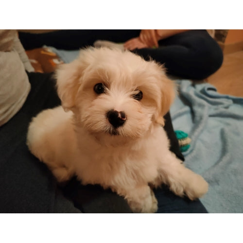 Mr.Pet spletna trgovina