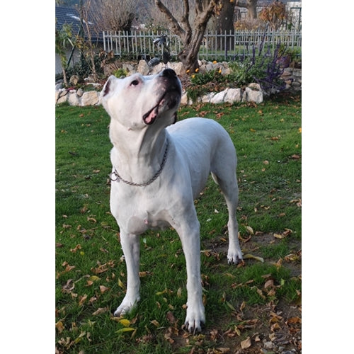 Mr.Pet spletna trgovina