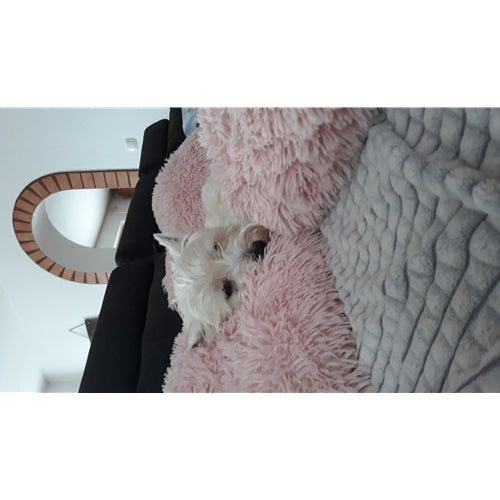 Mr.Pet spletna trgovina