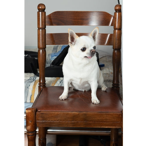 Mr.Pet spletna trgovina