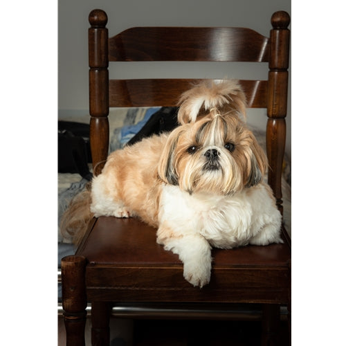 Mr.Pet spletna trgovina