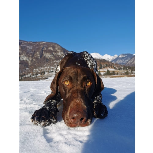 Spletna trgovina Mr.Pet