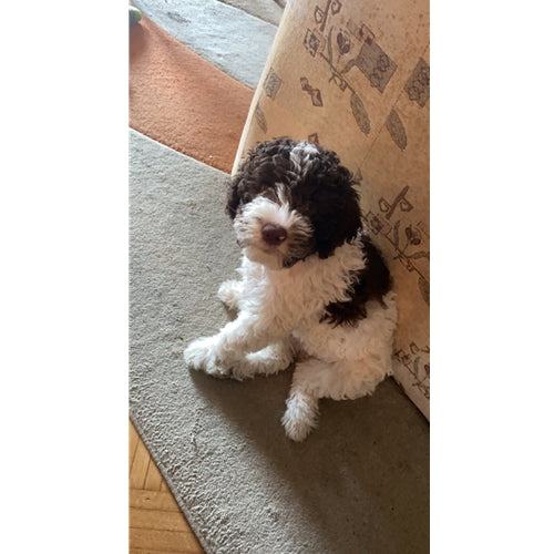 Spletna trgovina Mr.Pet