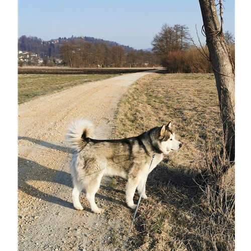 Mr.Pet spletna trgovina