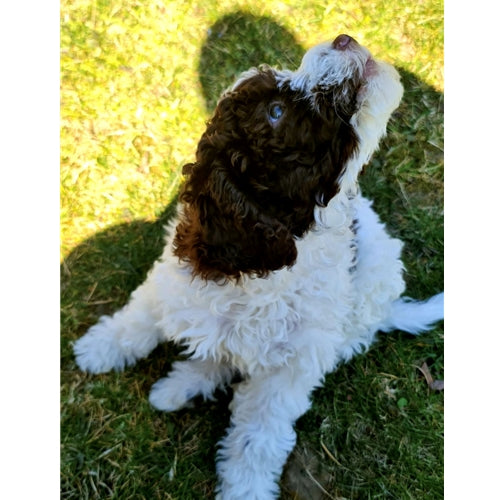 Spletna trgovina Mr.Pet