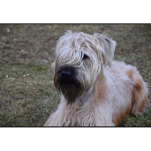 Mr.Pet spletna trgovina