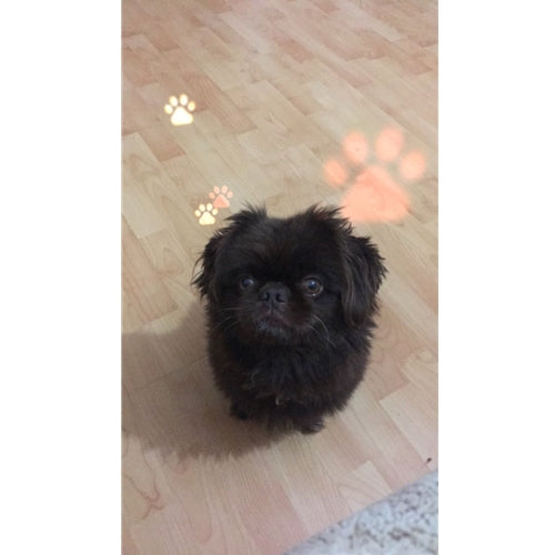Mr.Pet spletna trgovina