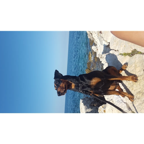 Mr.Pet spletna trgovina