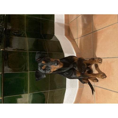 Mr.Pet spletna trgovina