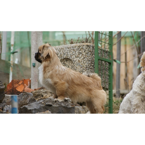 Mr.Pet spletna trgovina