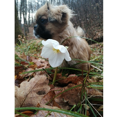 Mr.Pet spletna trgovina