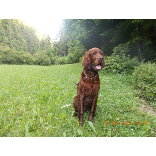 Mr.Pet spletna trgovina