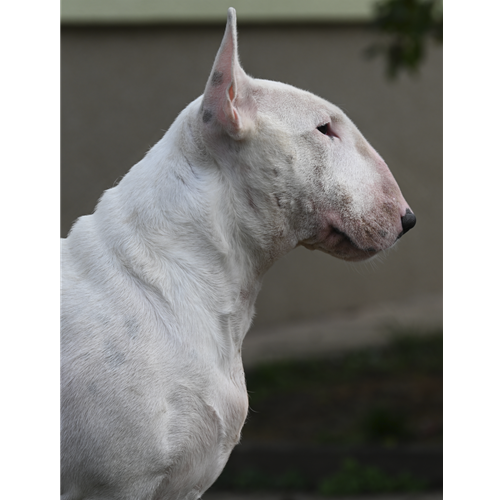 Mr.Pet spletna trgovina