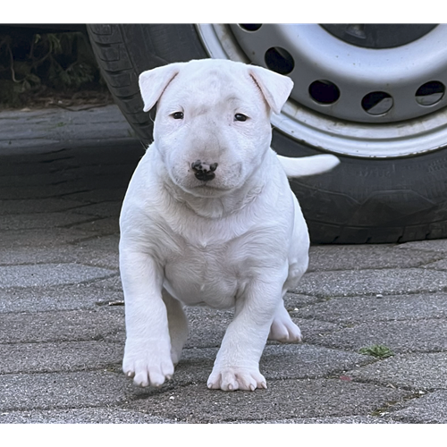 Spletna trgovina Mr.Pet