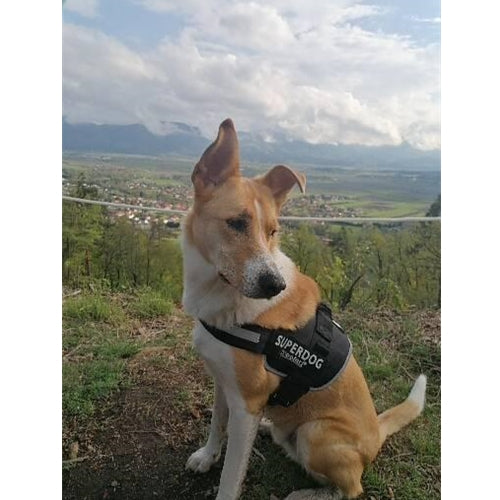 Mr.Pet spletna trgovina
