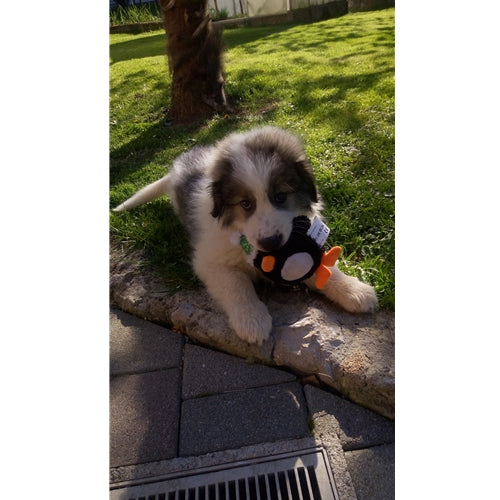 Mr.Pet spletna trgovina