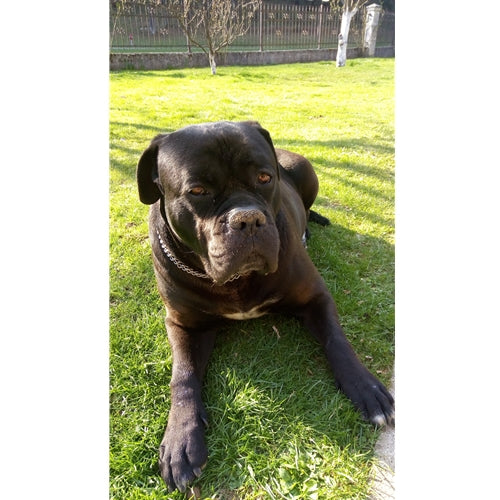 Mr.Pet spletna trgovina
