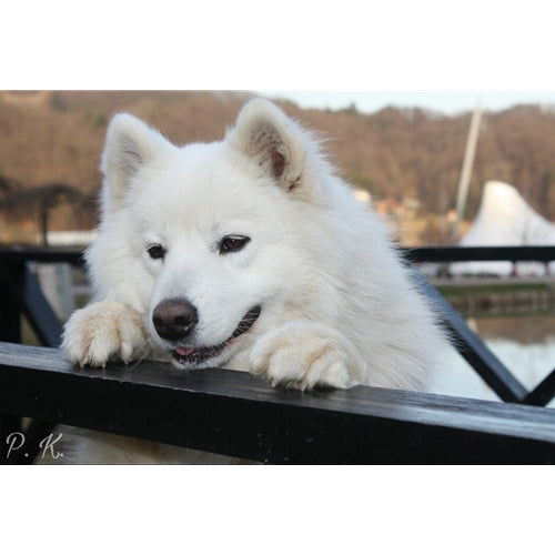 Mr.Pet spletna trgovina