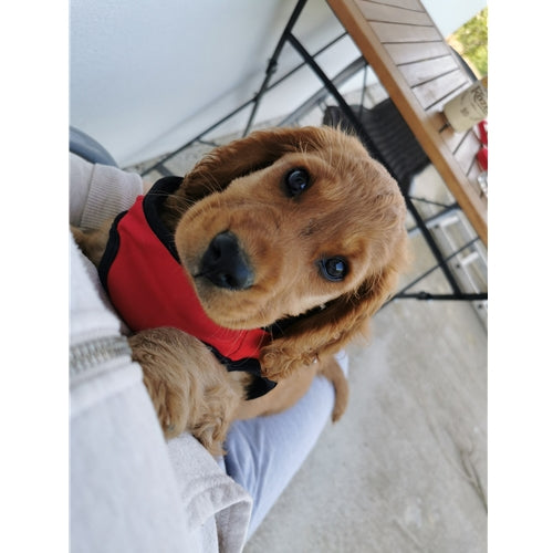 Mr.Pet spletna trgovina