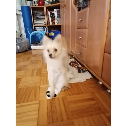 Mr.Pet spletna trgovina