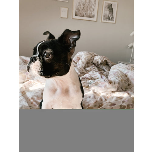 Mr.Pet spletna trgovina
