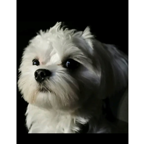 Mr.Pet spletna trgovina