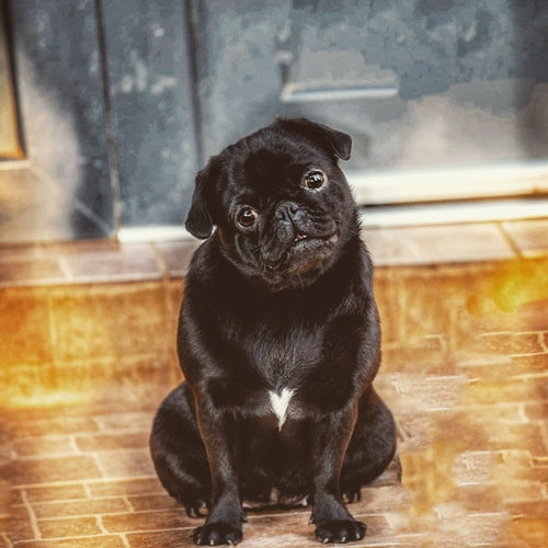 Mr.Pet spletna trgovina