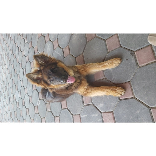 Mr.Pet spletna trgovina