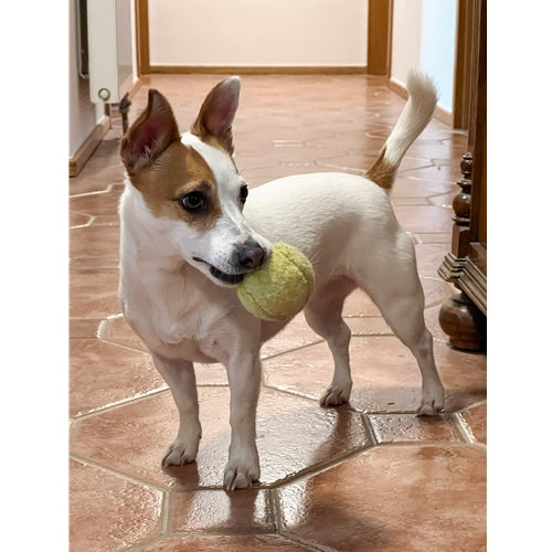 Mr.Pet spletna trgovina