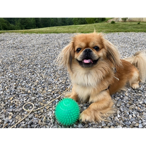 Mr.Pet spletna trgovina