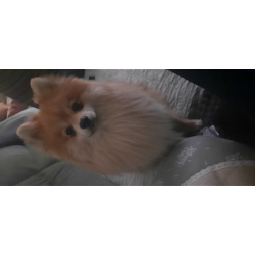 Mr.Pet spletna trgovina