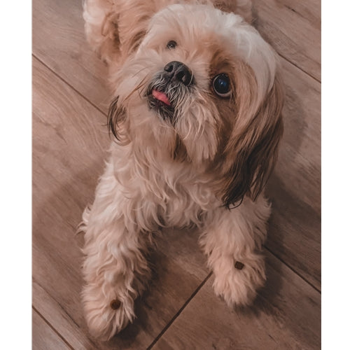 Mr.Pet spletna trgovina
