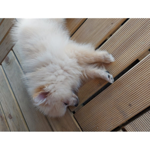 Mr.Pet spletna trgovina