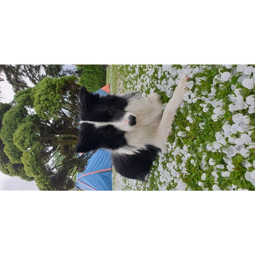 Mr.Pet spletna trgovina